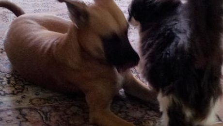 Einstein u. Ginger-2s