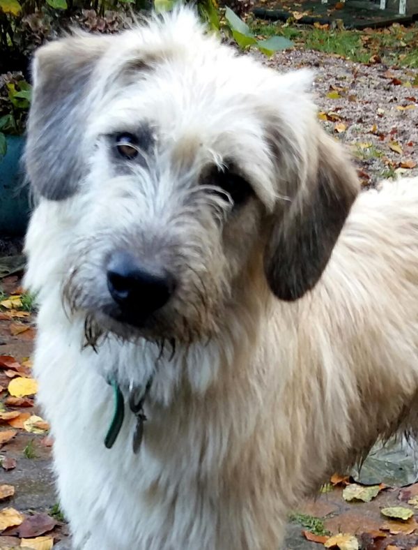 Hund Archive tierwork e.V.