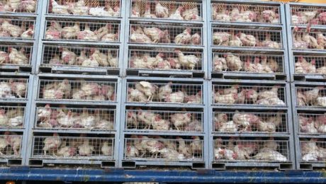 2019-07-24_HC3BChner-Transport-A5