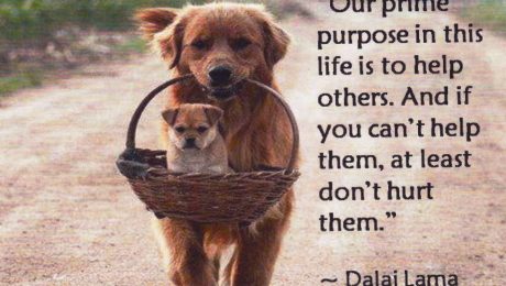 Hunde_Dalai_Lama_0002