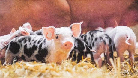 Beitragsbild-Schweine