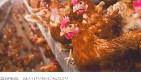 Hühnerhaltung