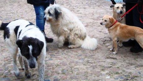 Rono, Tasha, Dany, Dragu-2