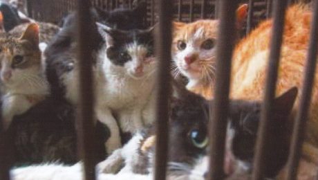 Katzen hinter Gittern-2