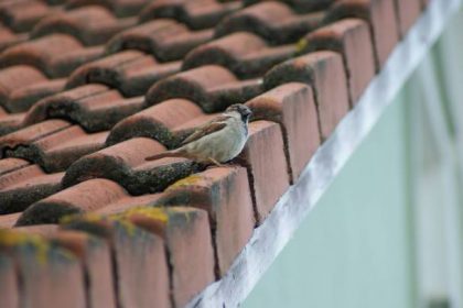 Sparrow sits on a red tiled roof, partly overgrown with Moss