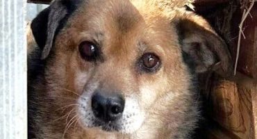 Goran, 6, info@prodogromania.de