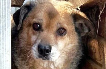 Goran, 6, info@prodogromania.de