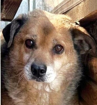 Goran, 6, info@prodogromania.de