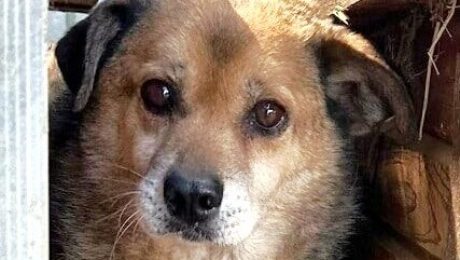 Goran, 6, info@prodogromania.de