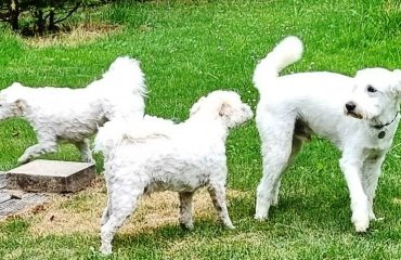 2. Trio Blanco