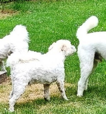 2. Trio Blanco