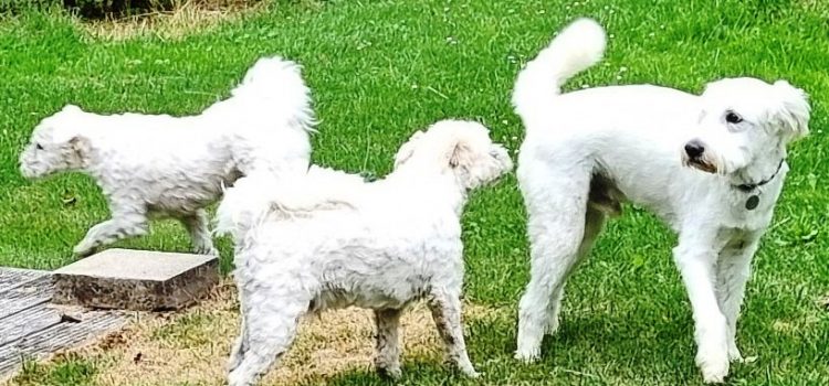 2. Trio Blanco