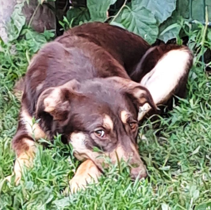 Bailey-1